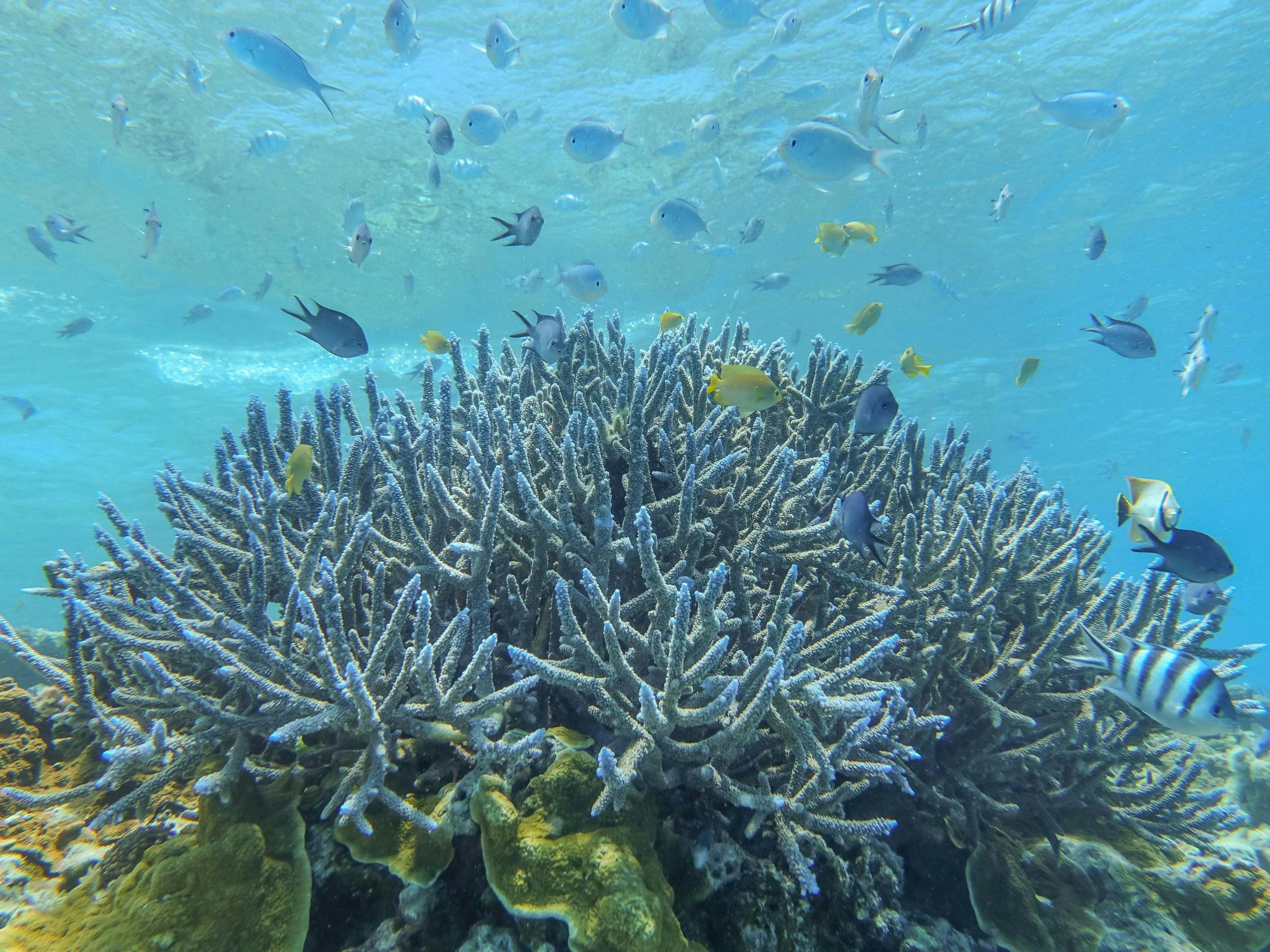Array of fish life schooling around colourful branching coral