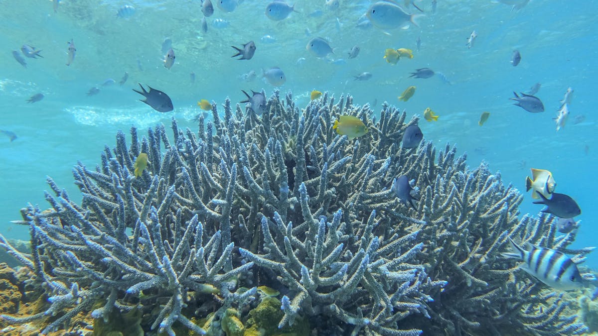 Array of fish life schooling around colourful branching coral