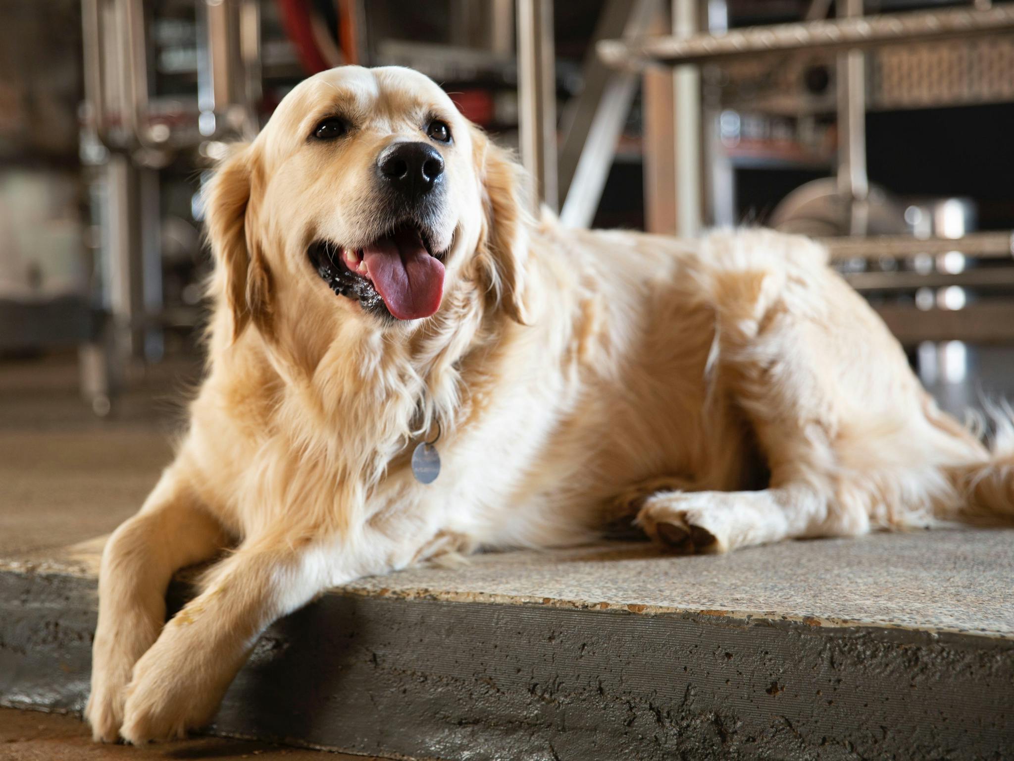 Furry friends welcome