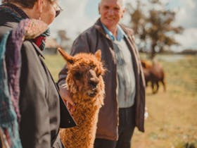 An older couple meet, feed and pat an alpaca