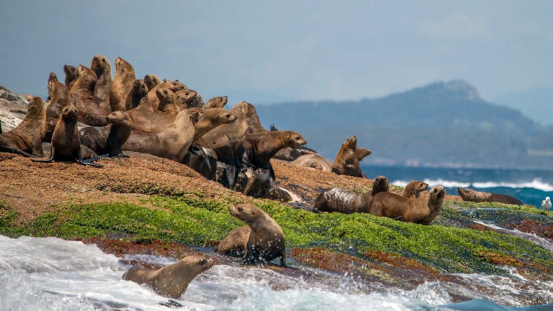 Guided tours of Montague Island