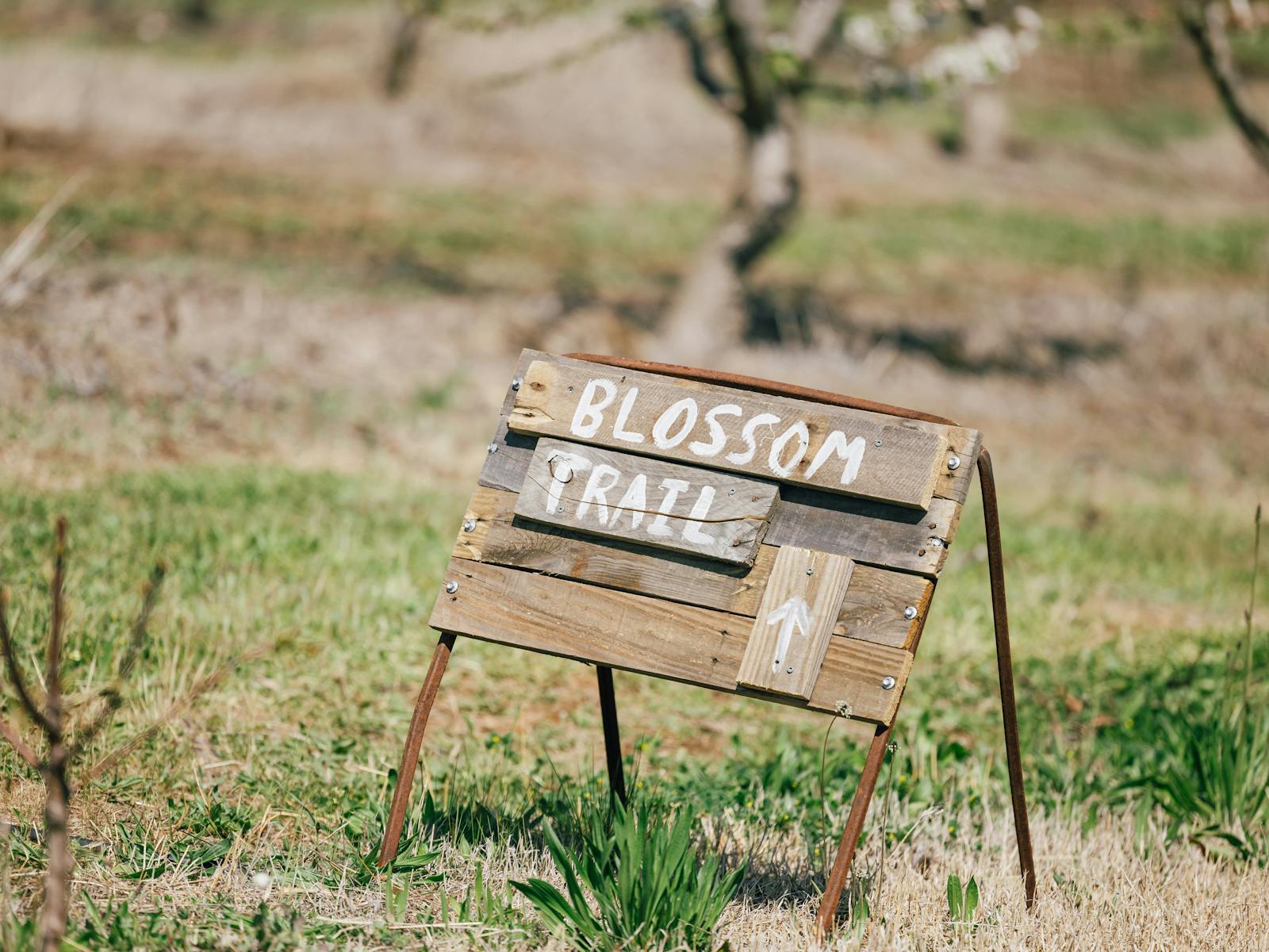 Image for Ballinaclash Spring Blossom Festival