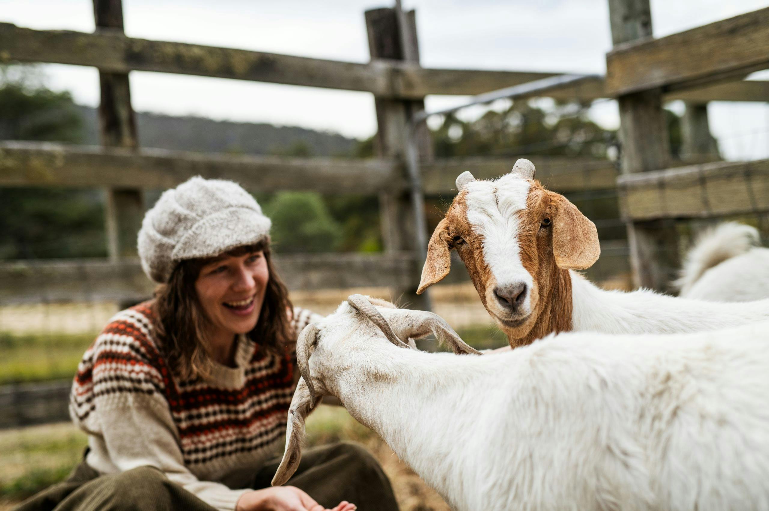 Lavender Goat Farm