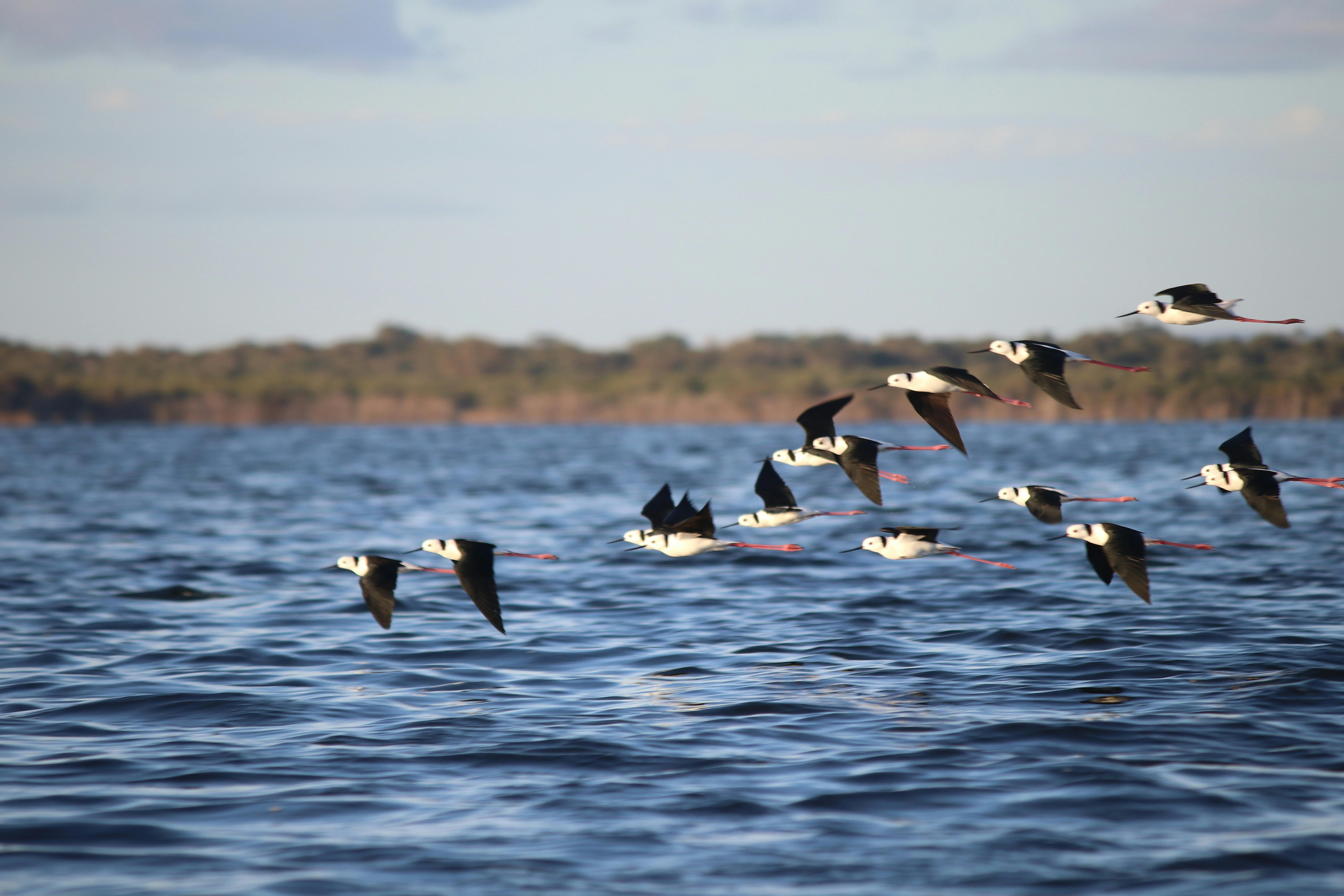 Salt and Bush Eco Tours, Mandurah, Western Australia