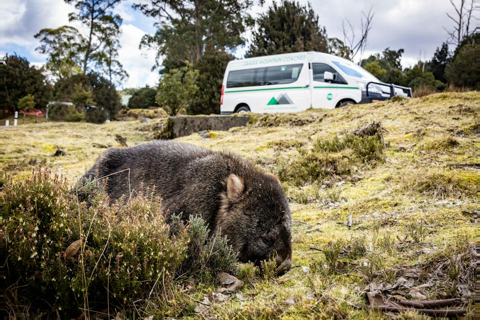 Cradle Mountain Coaches photo