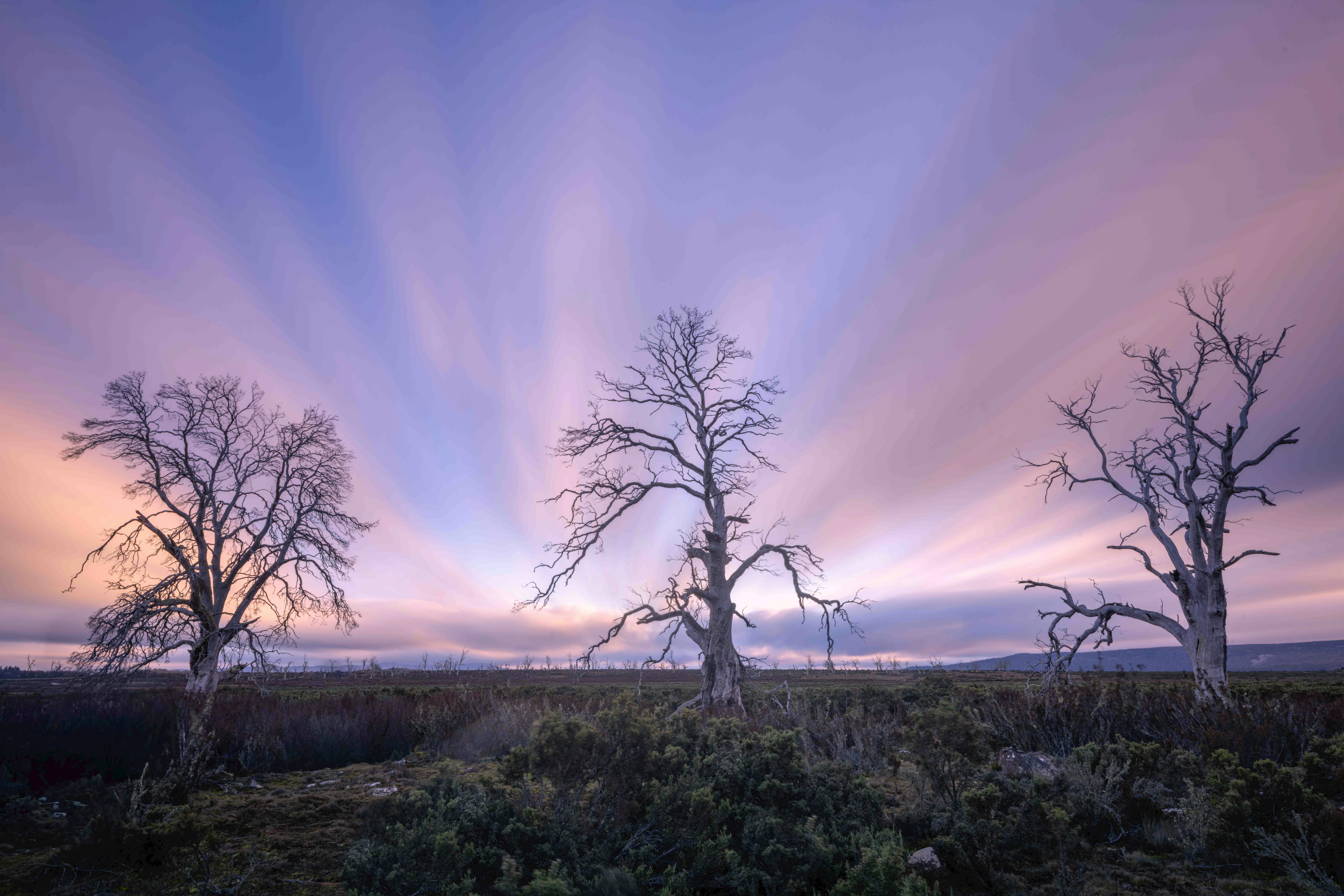 a long exposure photograph of the miena cider gums