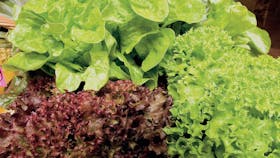 Apple Tree Creek Produce