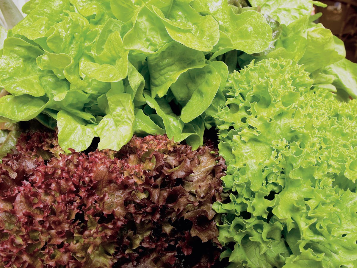 Apple Tree Creek Produce