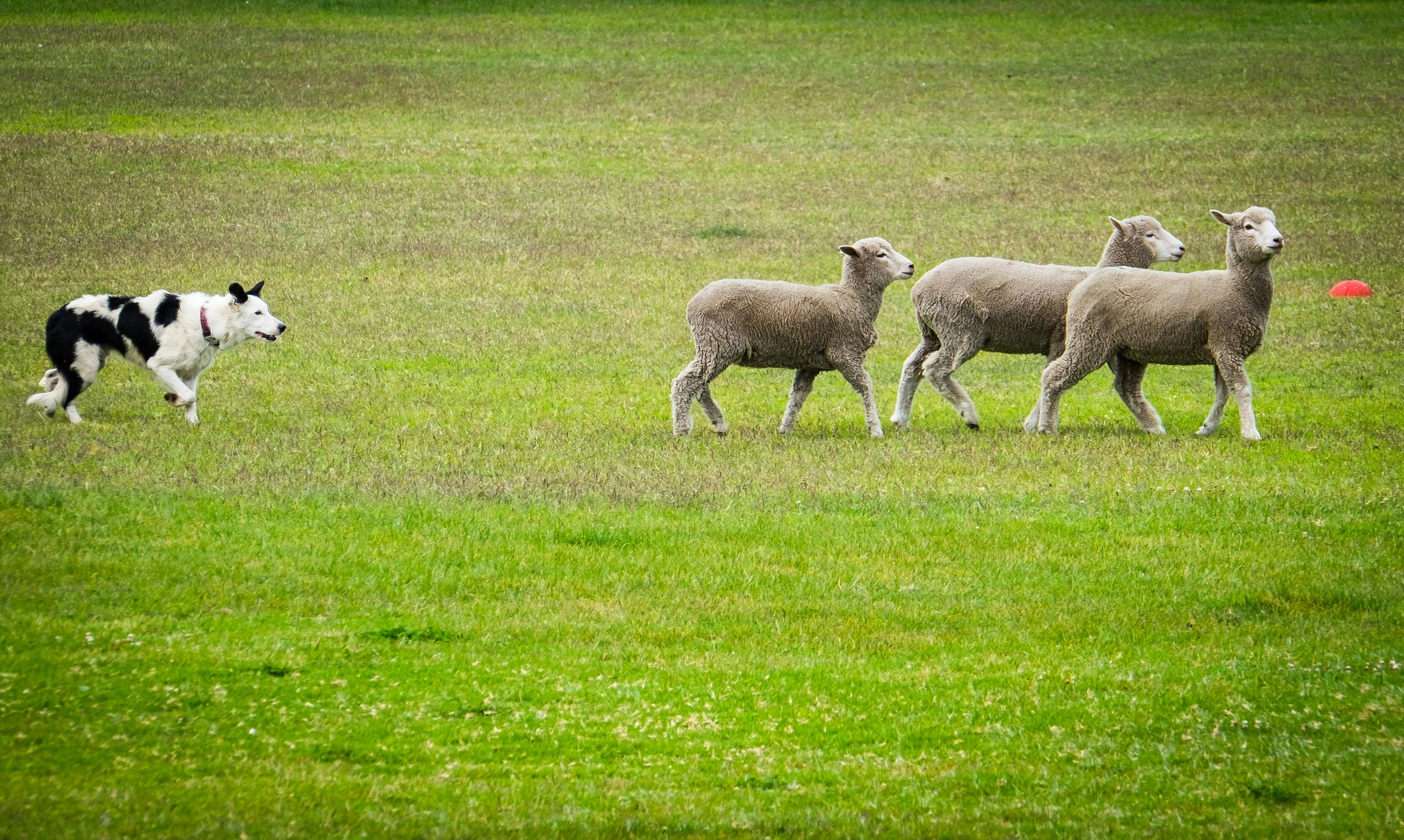 Sheepdog and sheep