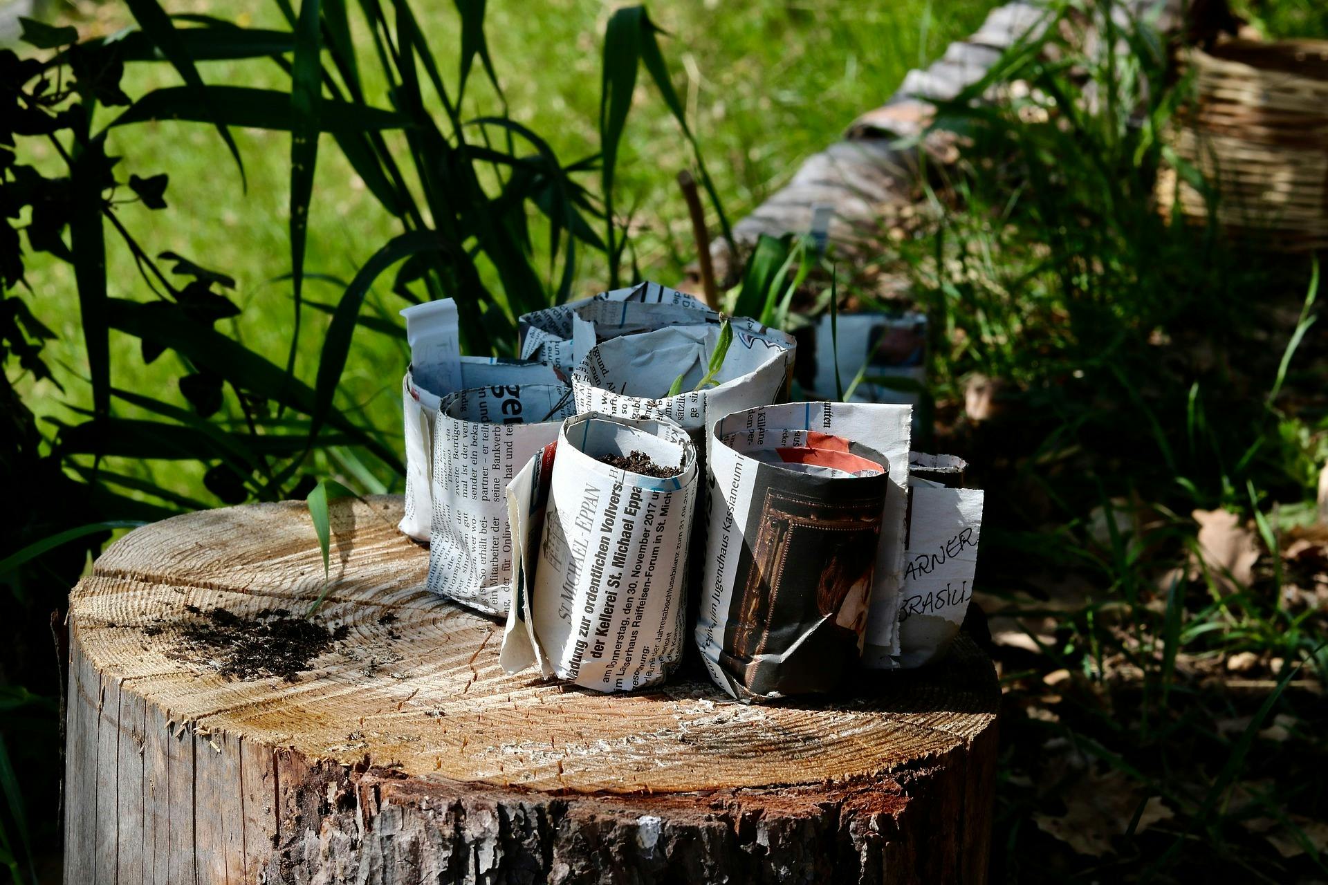 Seedlings wrapped in paper