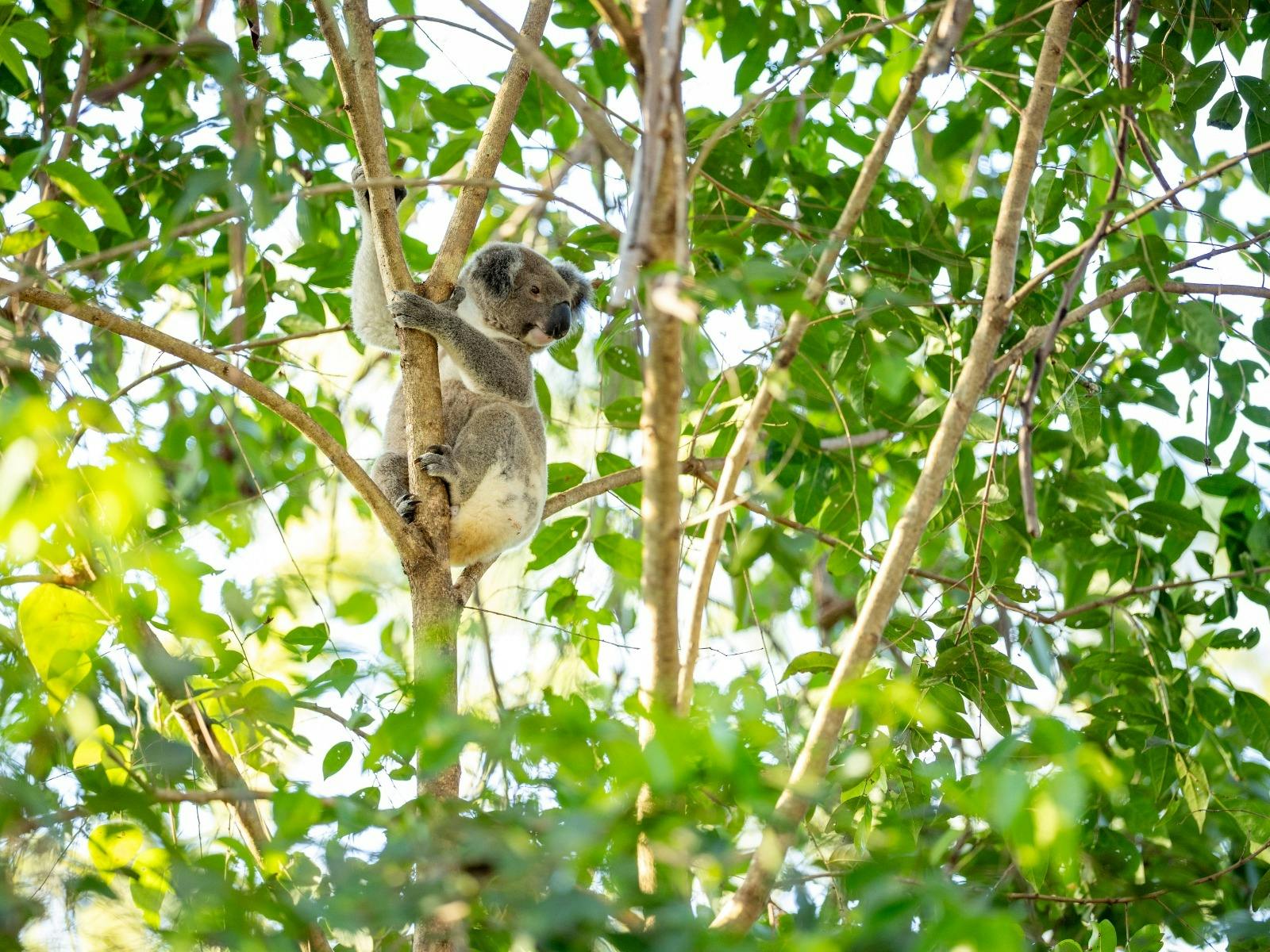 $20 Off Kangaroos, Koalas & Tamborine Mountain Views