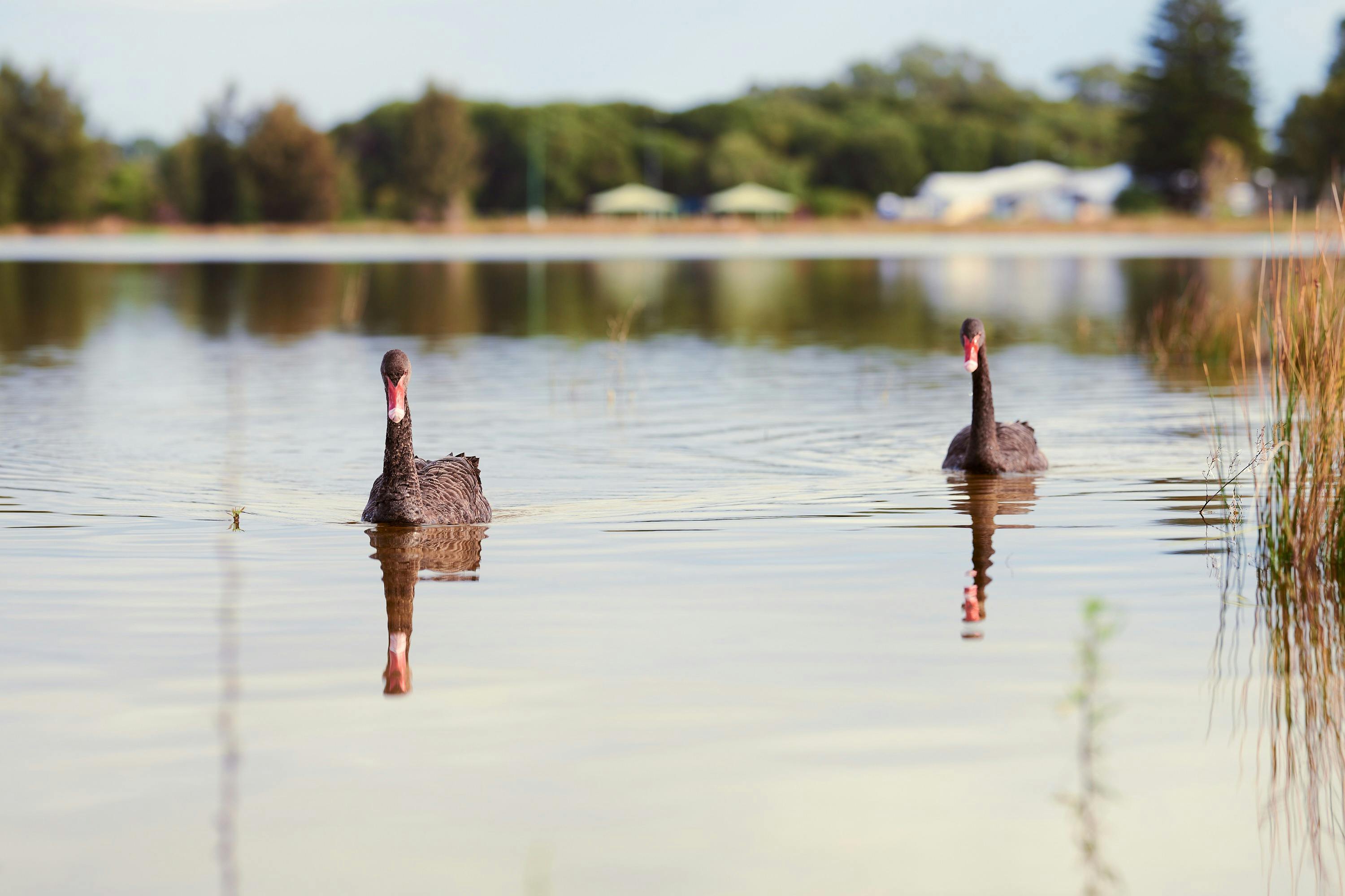 Lake Richmond Walks and Trails, Rockingham