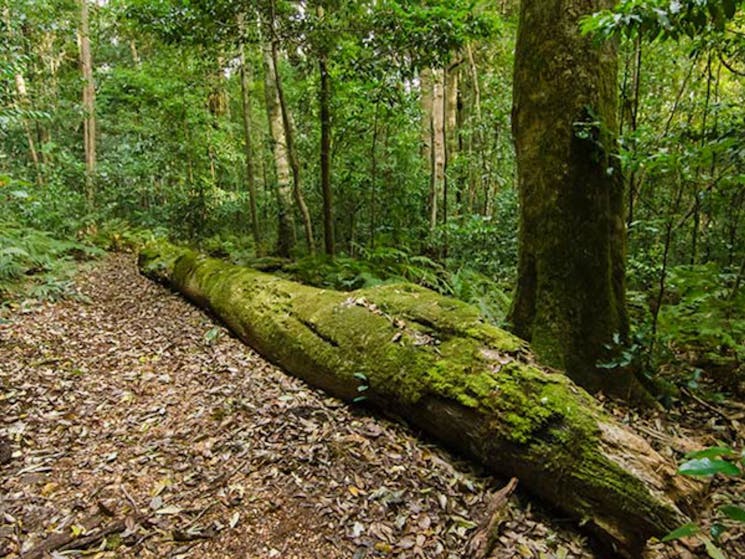 Mountain Brush circuit