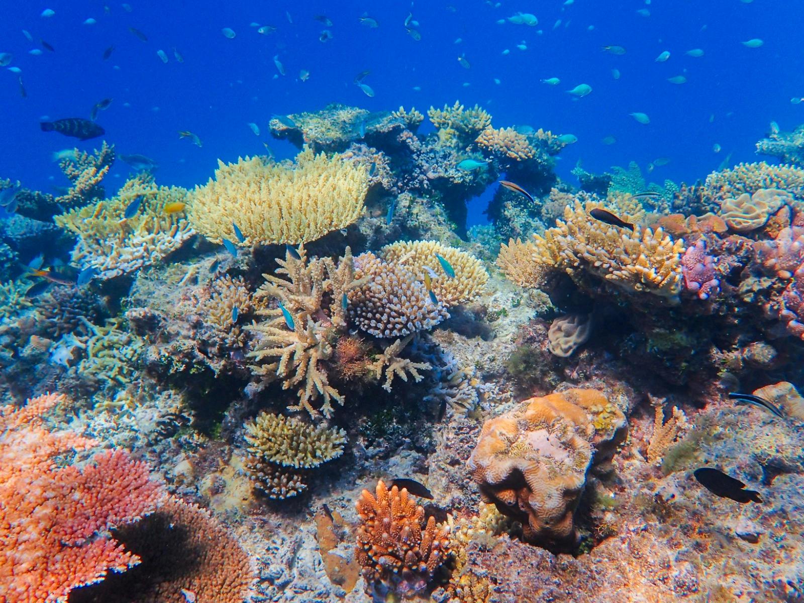 Vibrant and healthy coral and fish found at John Brewer Reef