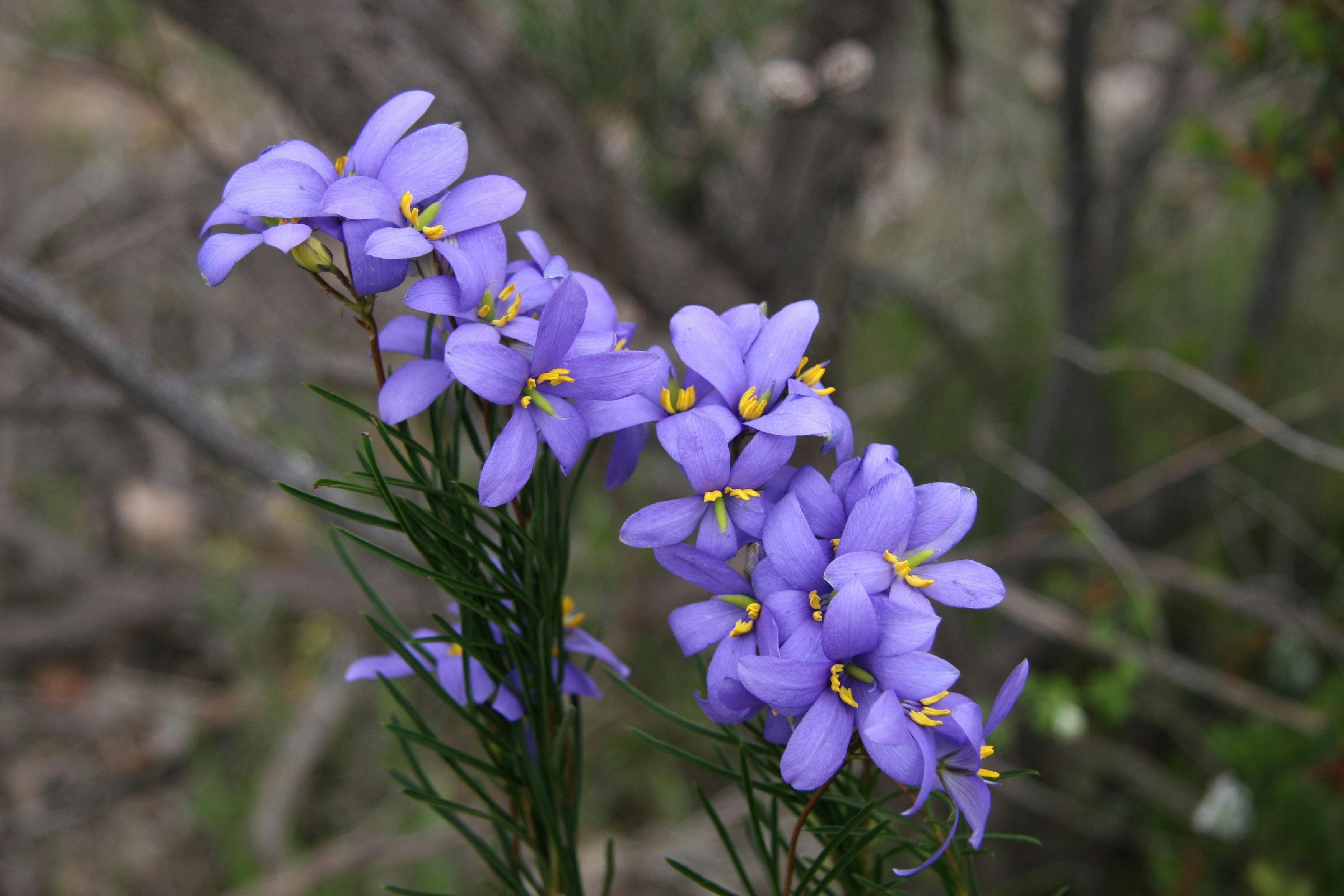 Black Hill Conservation Park