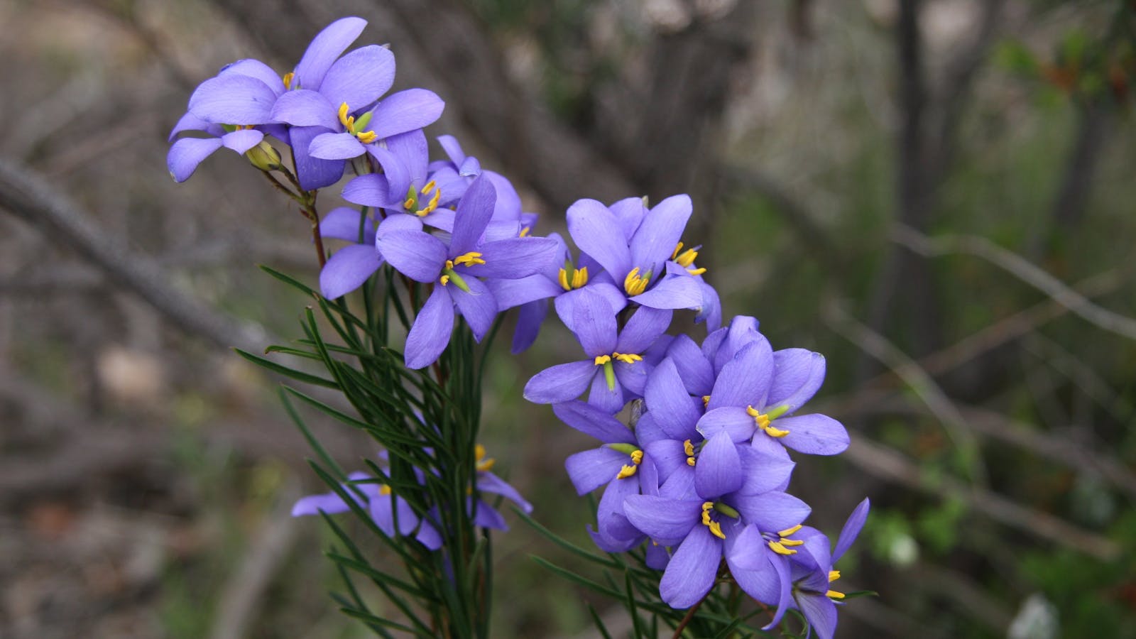 Black Hill Conservation Park