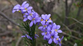 black hill conservation park