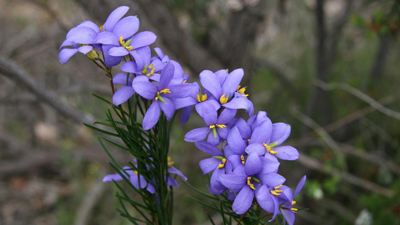 Black Hill Conservation Park