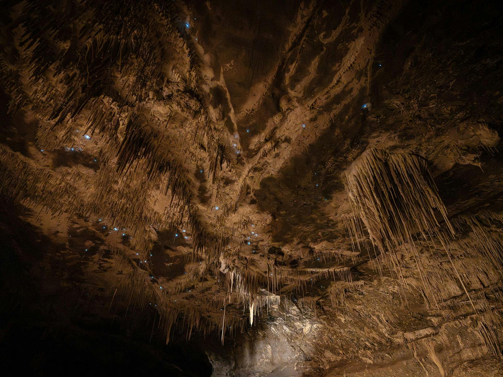 Glow worm gazer image