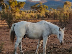 Dozey Wilkydoo Equine Connections' grand old man is an elder horse standing in front of mountains.