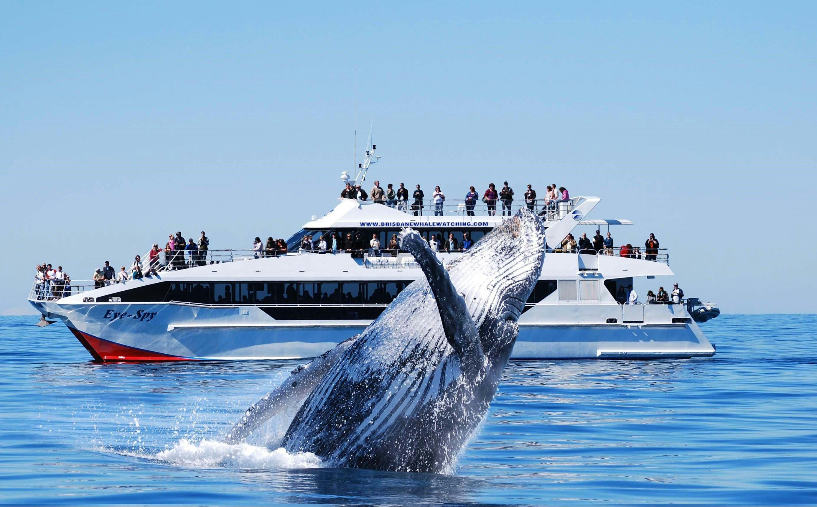 Brisbane Whale Watching