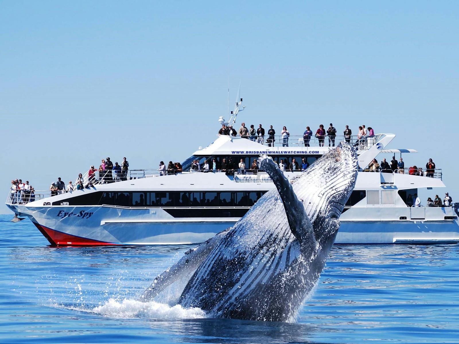 Brisbane Whale Watching