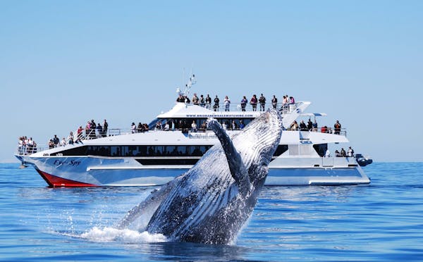 Brisbane Whale Watching