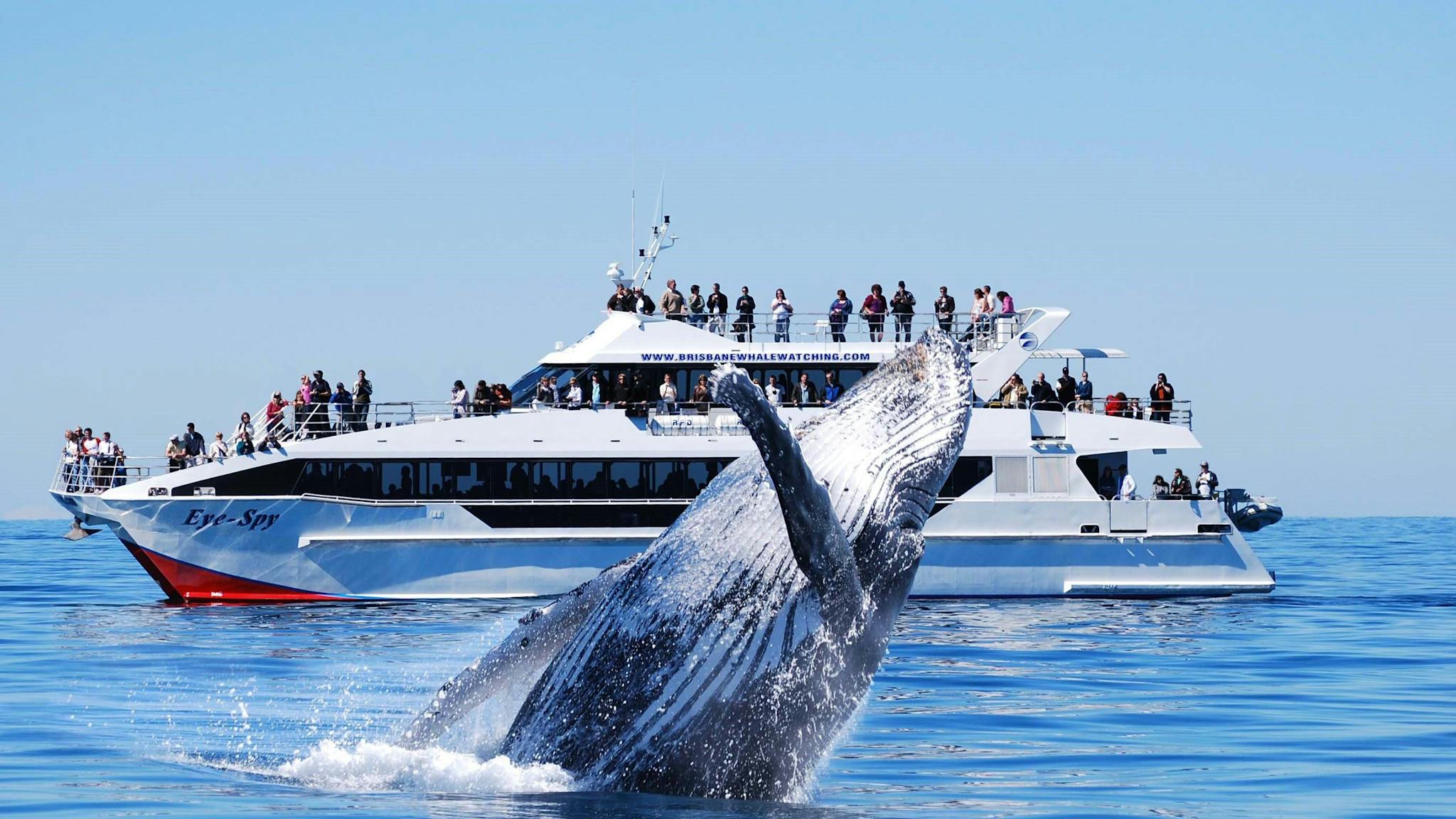 Brisbane Whale Watching Brisbane Whale Watching