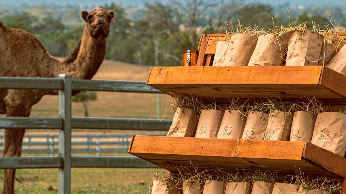 Summer Land Camels, Scenic Rim Summer Land Camels, Scenic Rim