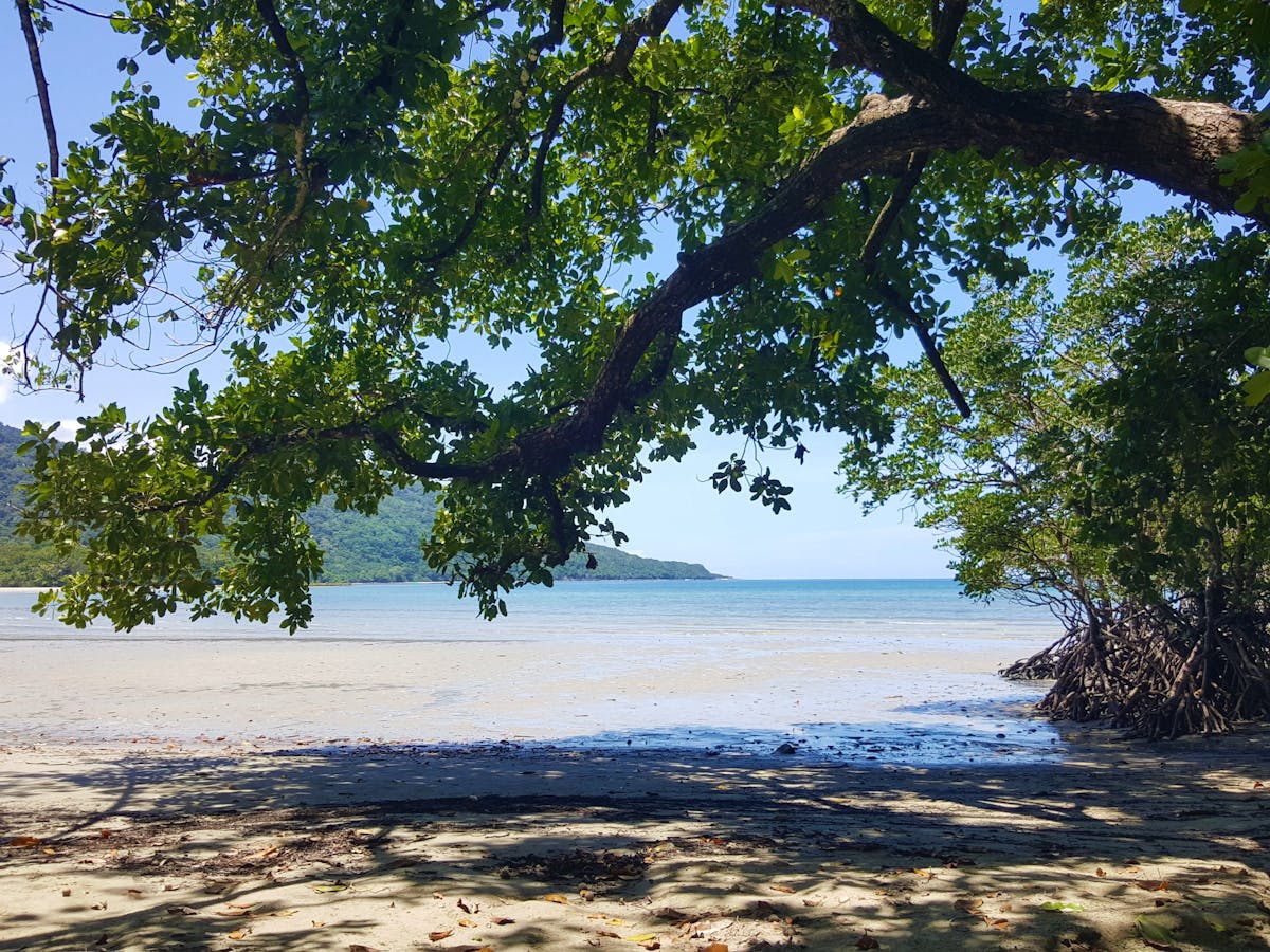 A view of the Beach from the Kulki Boardwalk at Cape Tribulation