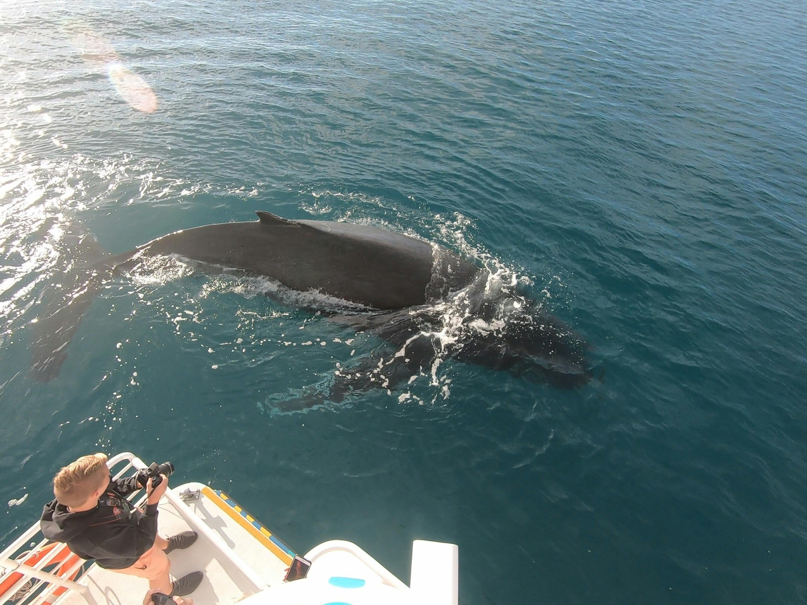 Sub-adult humpback whale coming in for a closer look near Whalesong Cruises