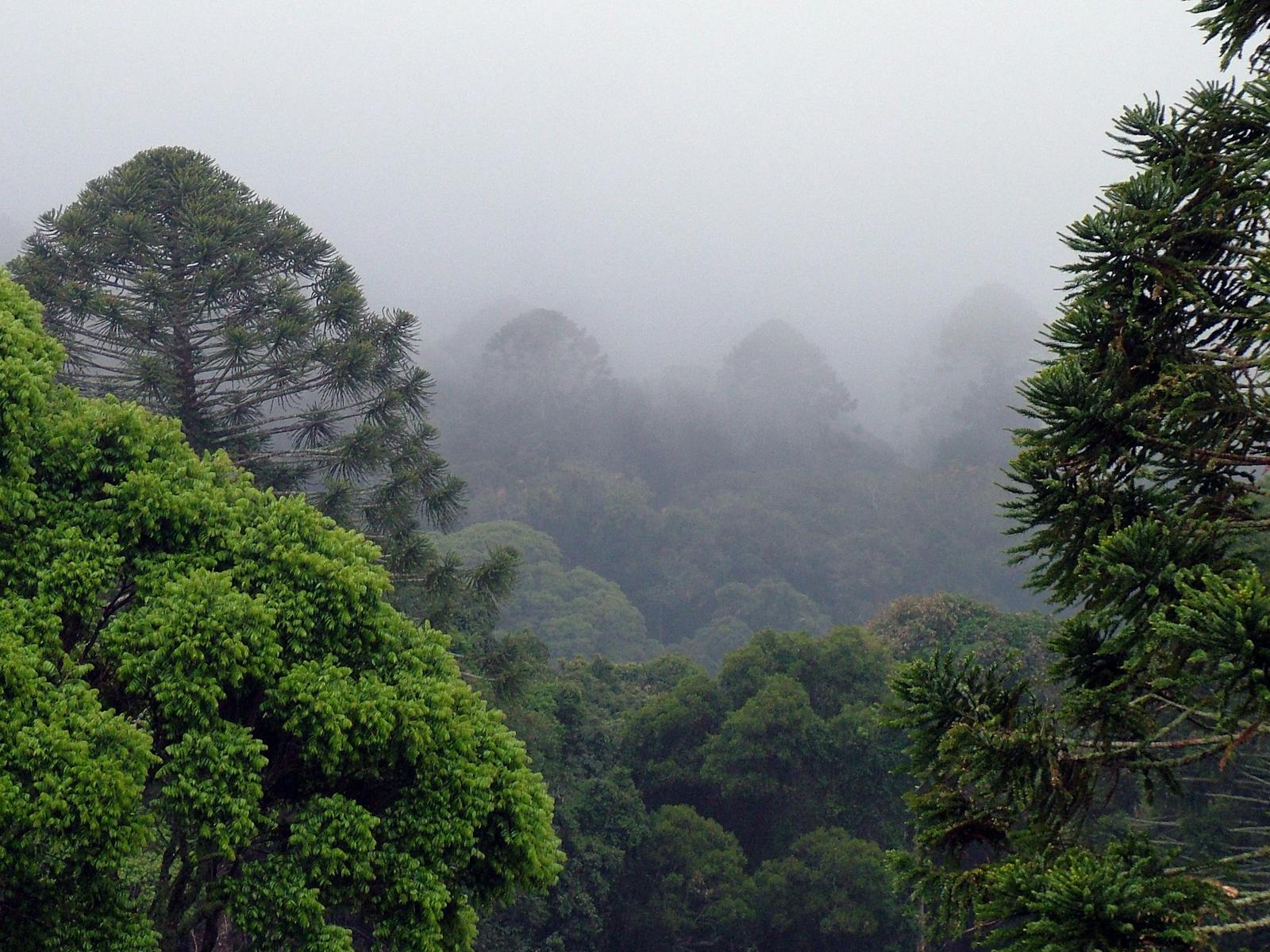 Bunya Mountains Getaway