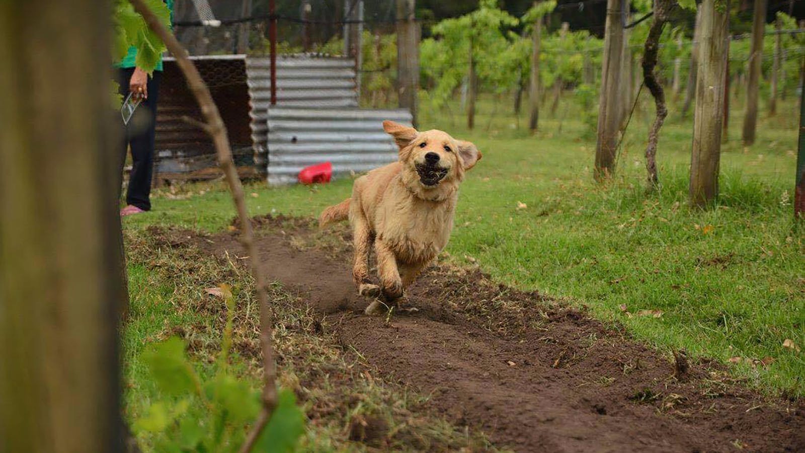 Lyrebird Ridge Organic Winery and Retreat
