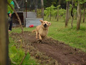 Lyrebird Ridge Organic Winery and Retreat