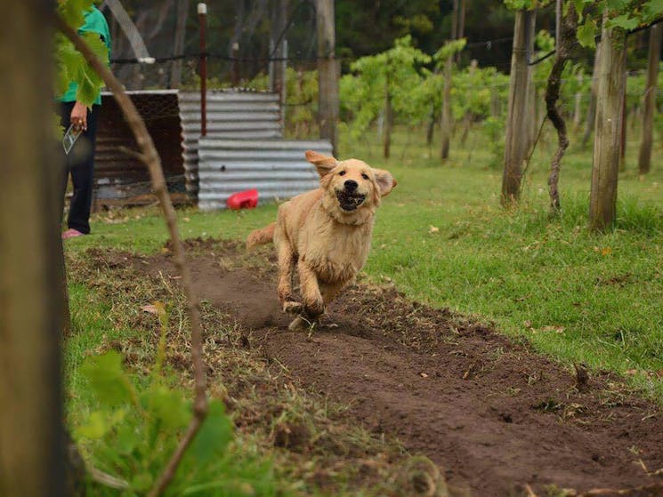 Rosie in the vineyard