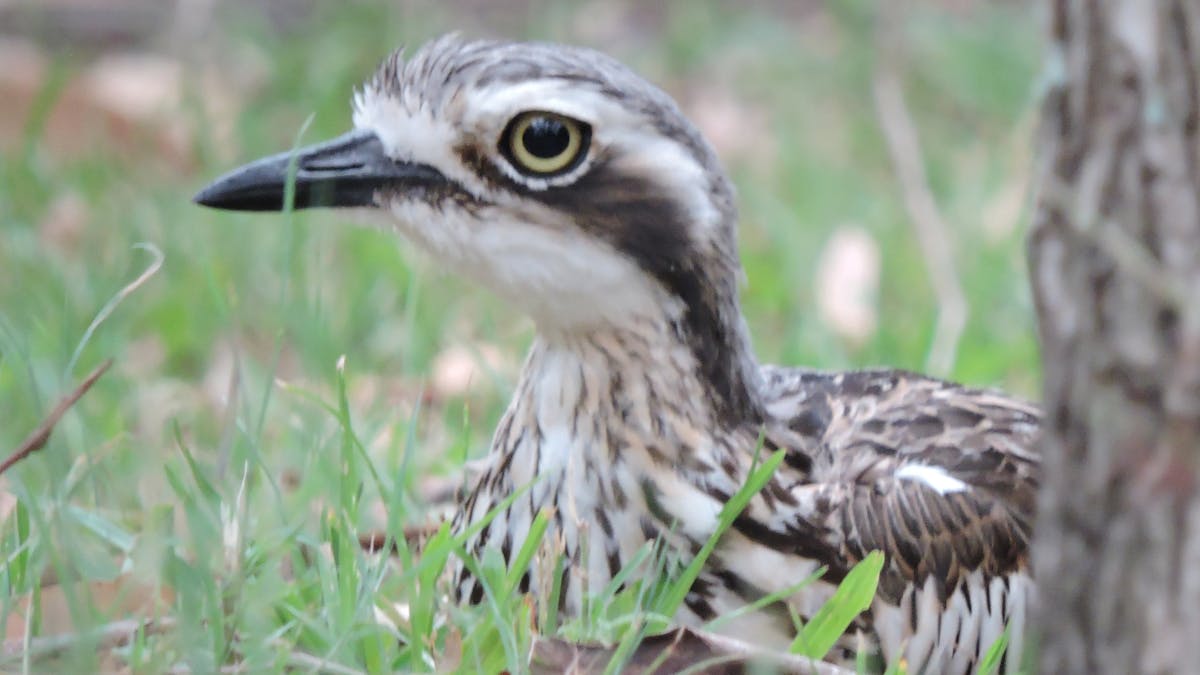 Bush Stpne-curlew, Coochiemudlo Island