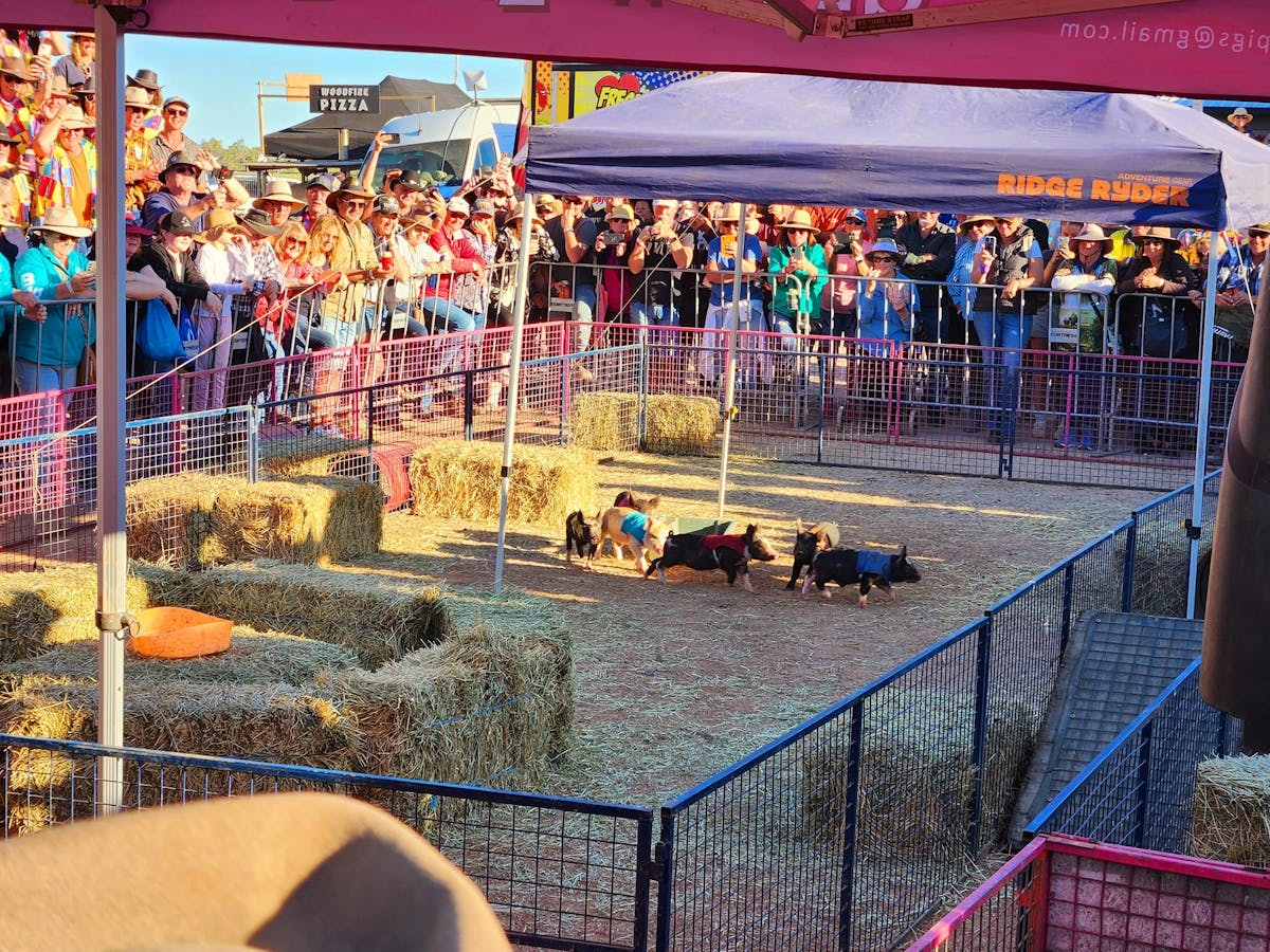 Bedourie Pig Racing