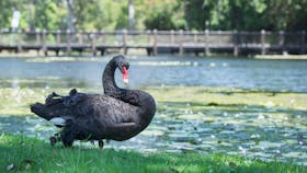 Gold Coast Regional Botanic Gardens