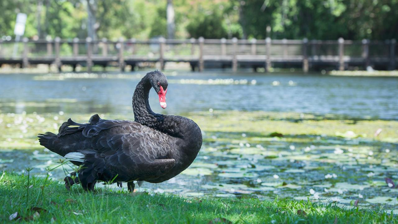 Swan lake