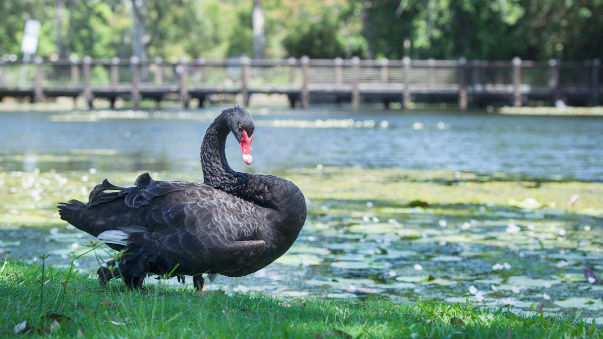 Botanic Gardens swans