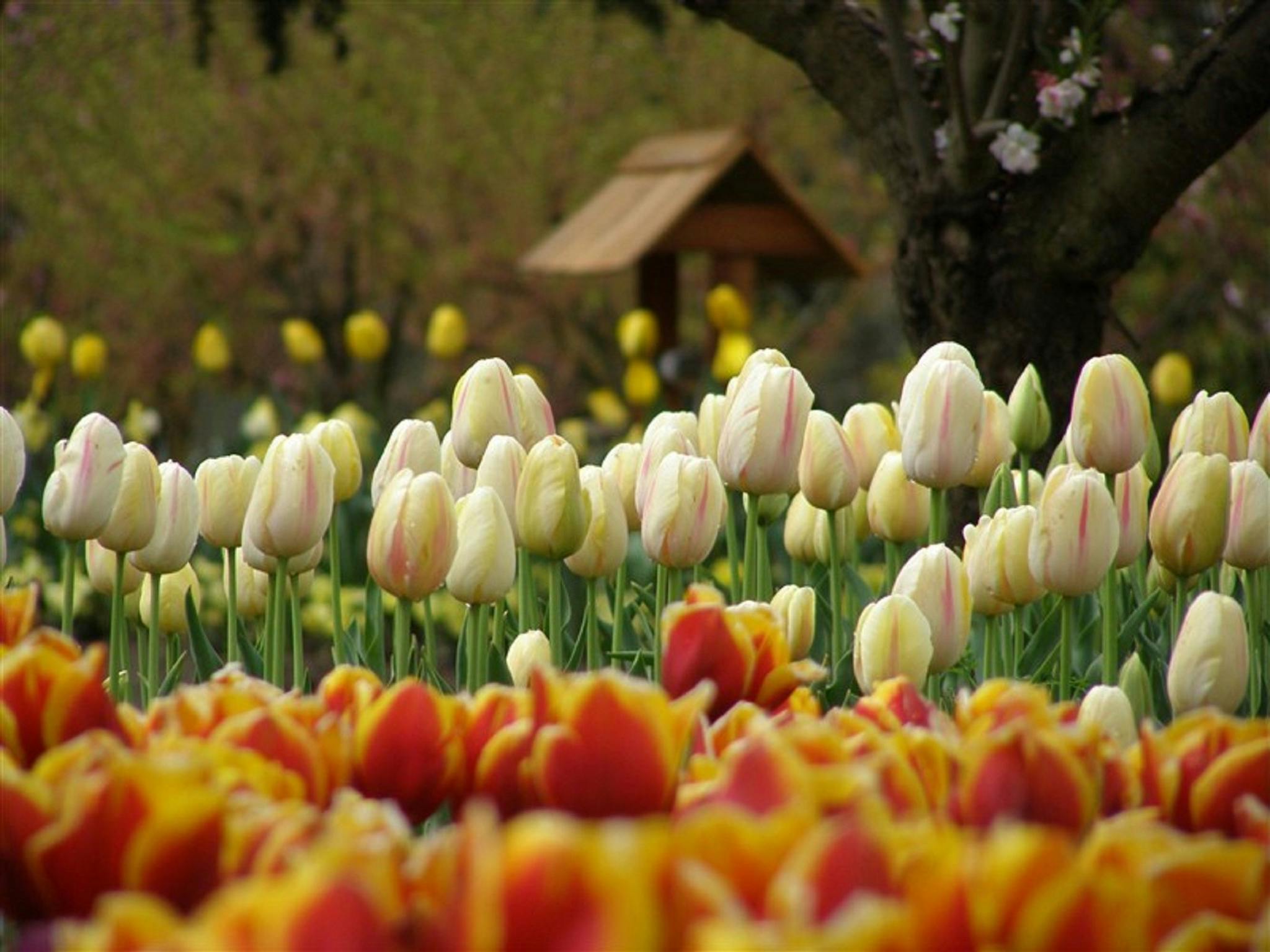 Tulip Top Gardens | NSW Holidays & Accommodation, Things to Do