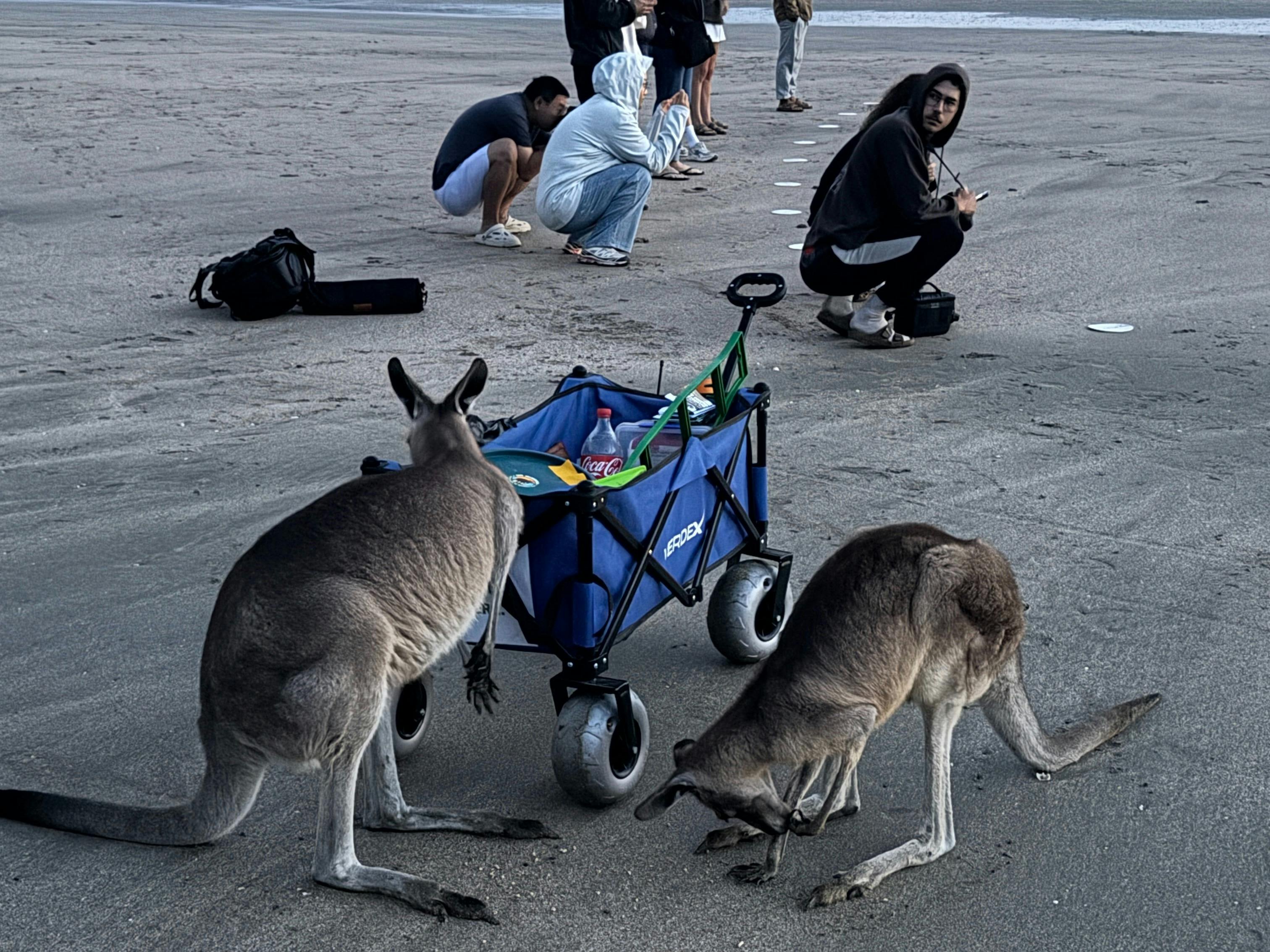 Eastern Grey Kangaoos at Cape Hillsborough