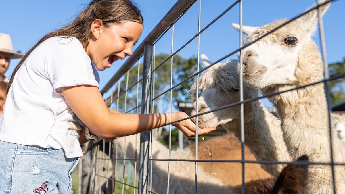 Meet the Alpacas