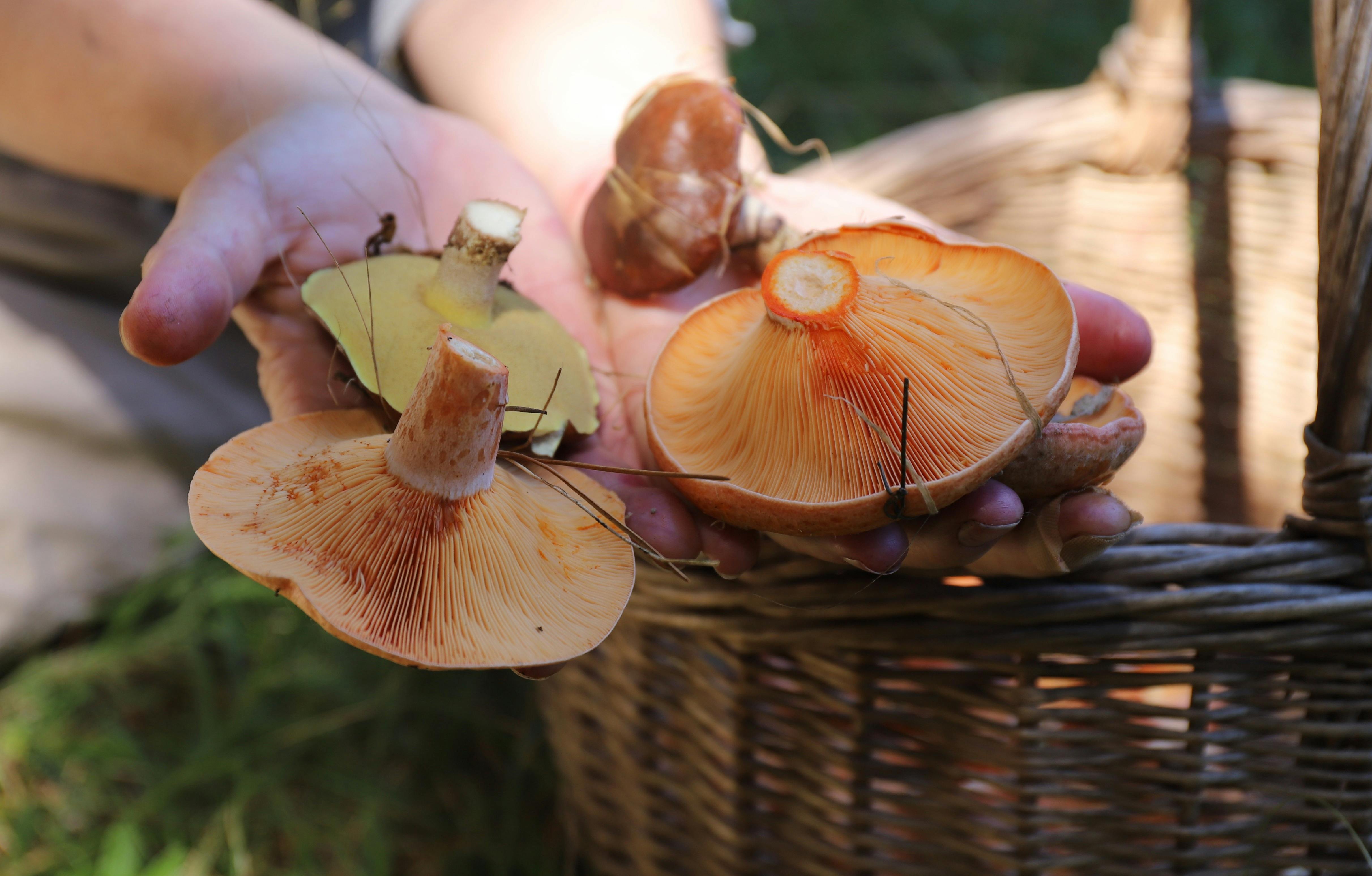 Wild Mushroom Hunt | NSW Holidays & Accommodation, Things to Do