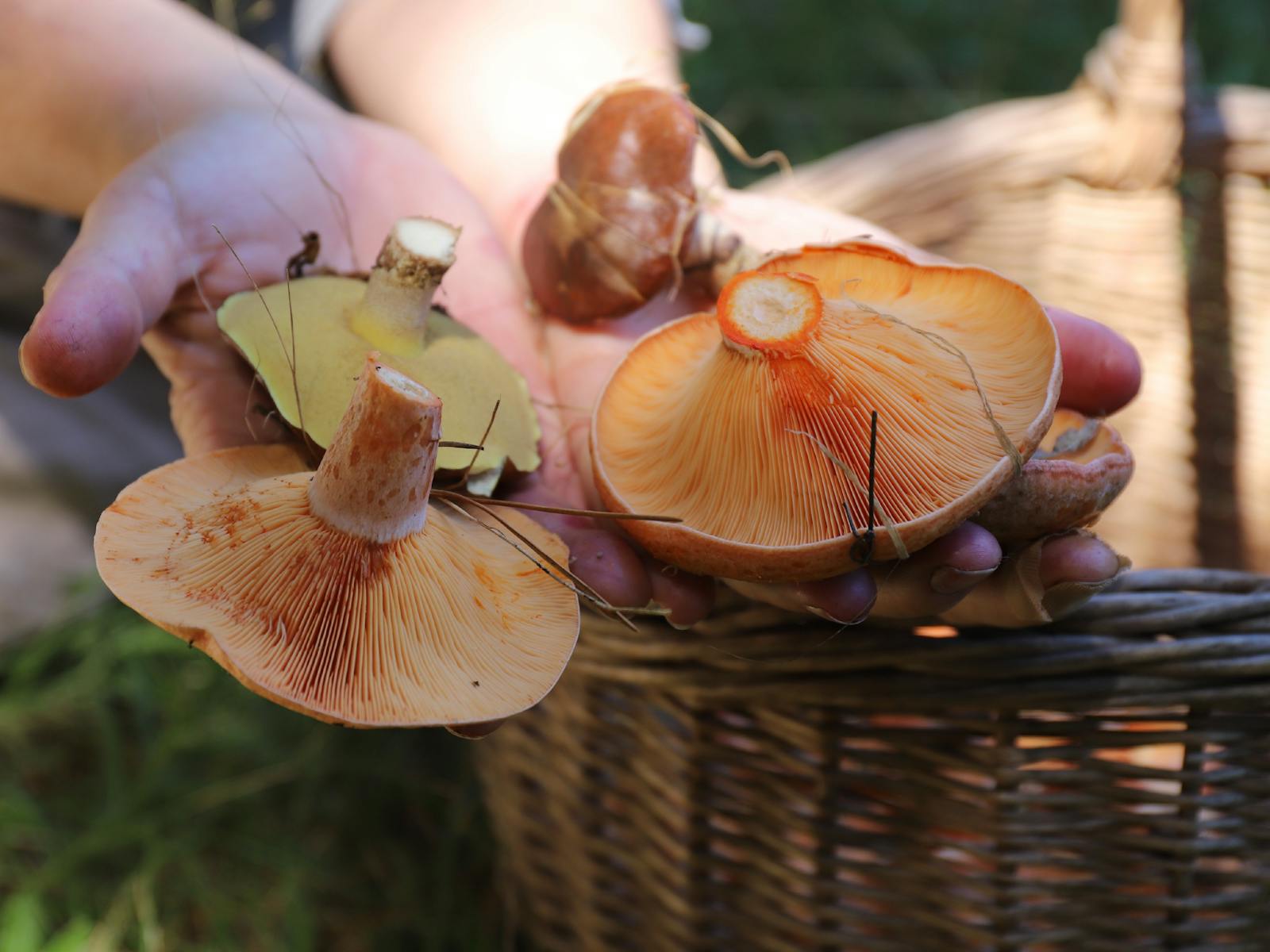 Image for Wild Mushroom Hunt