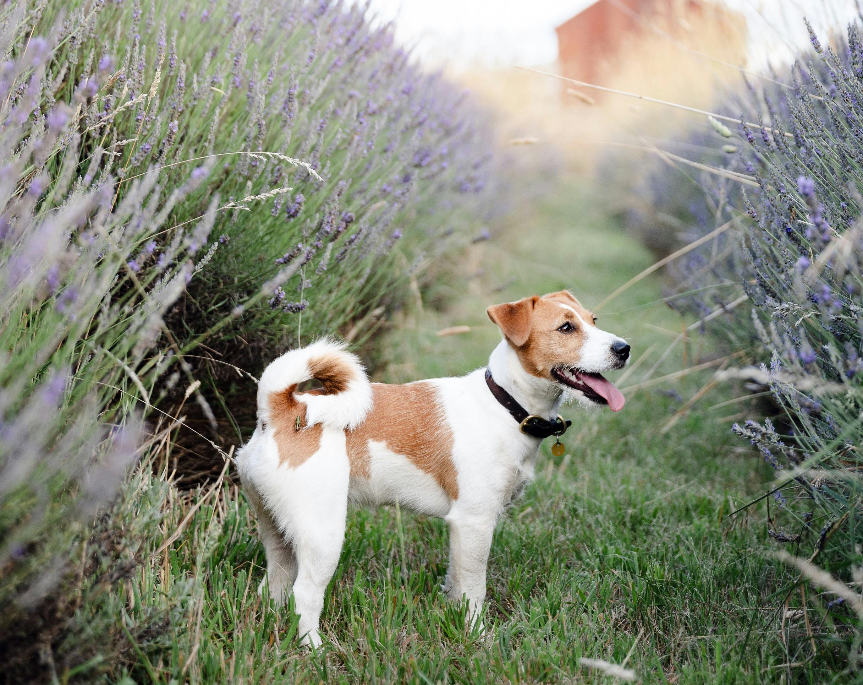 Ashburton Lavender Farm