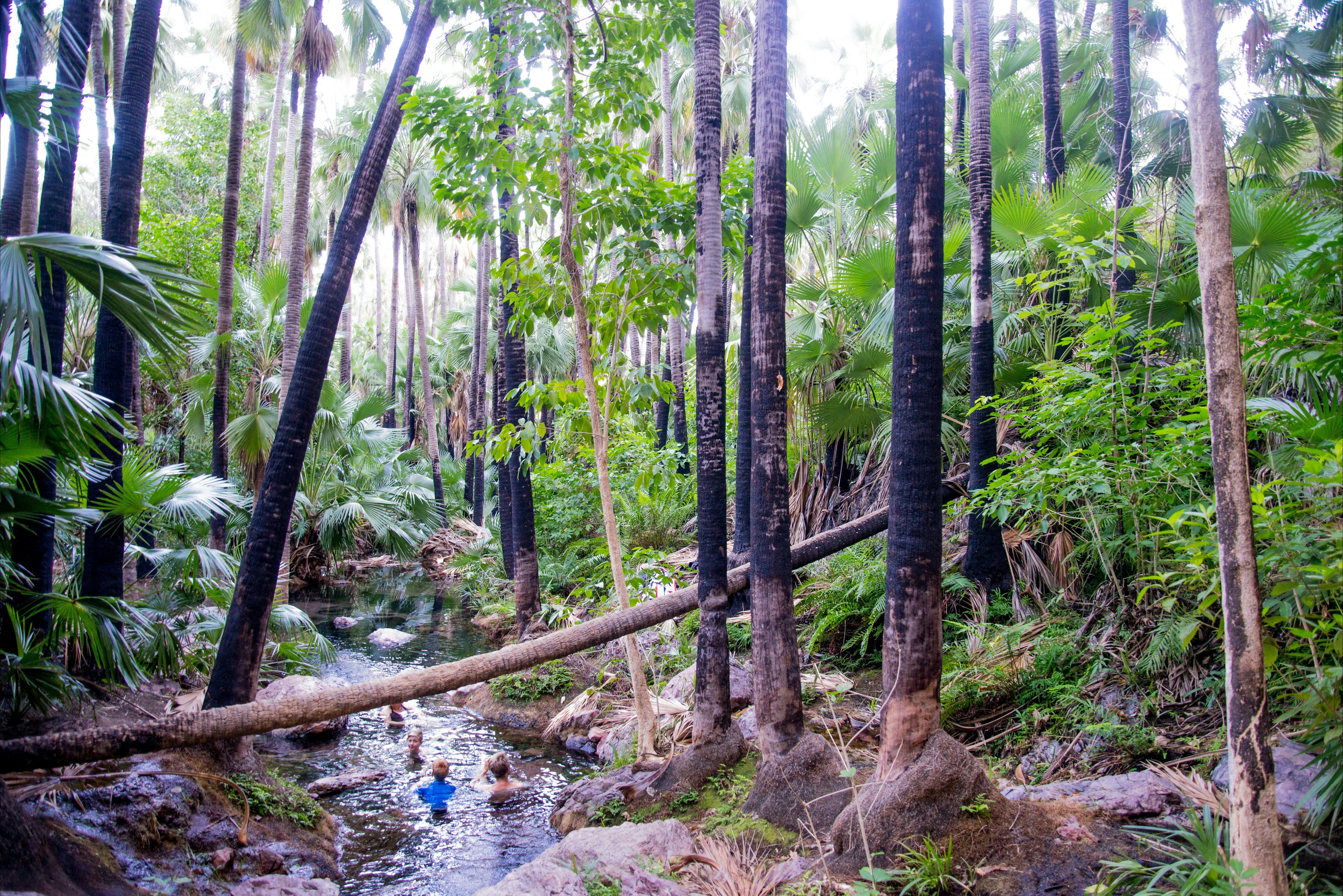 Zebedee Springs in El Questro