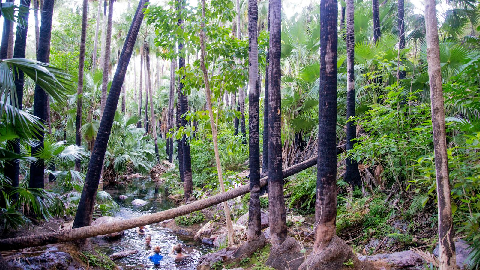 Zebedee Springs in El Questro