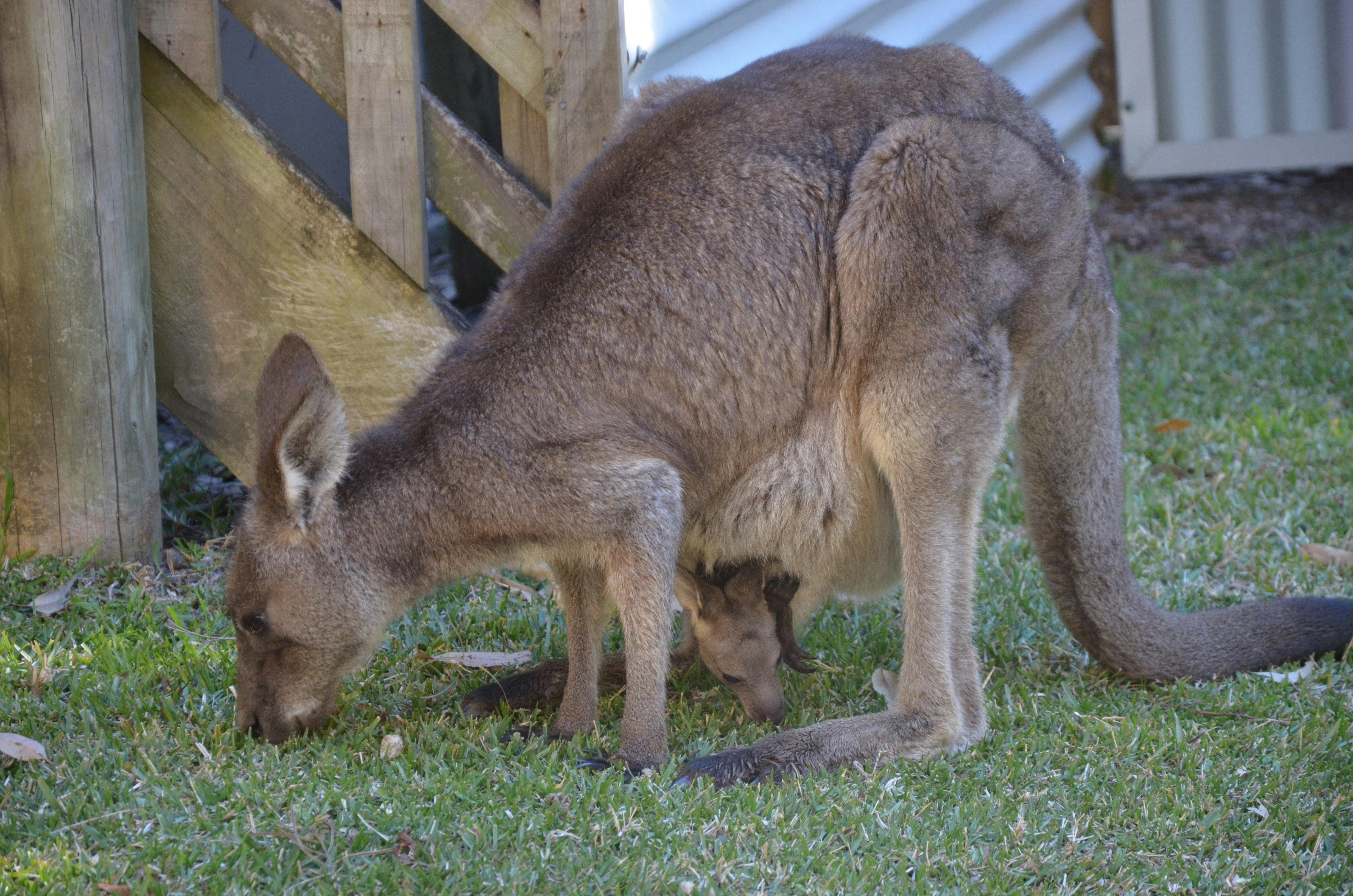 Kangaroo