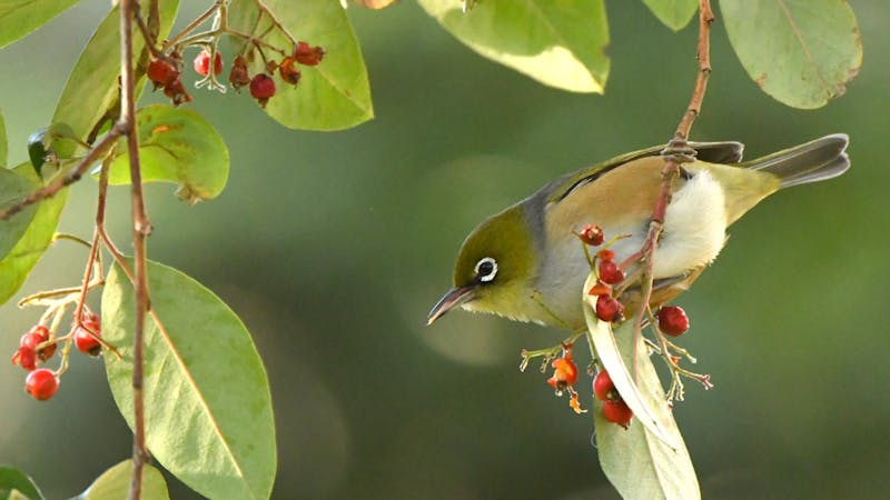 Image for Rippon Lea Estate - Bird Spotting Tours